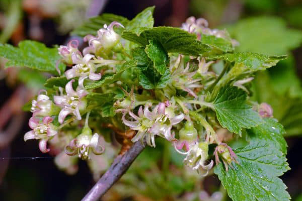 Manifestations of terry black currant