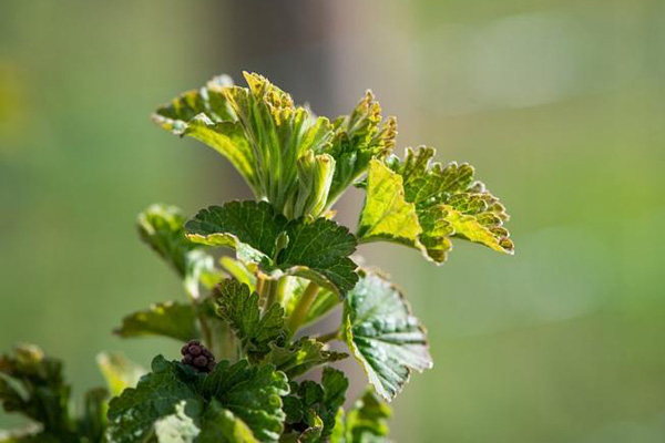 Terry-infected currant shoot