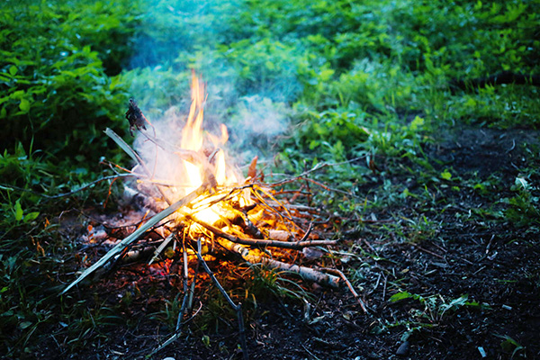 Burning an infected currant bush