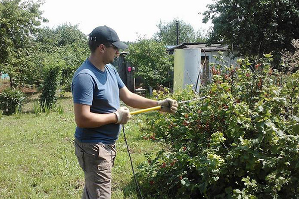 Spraying currants