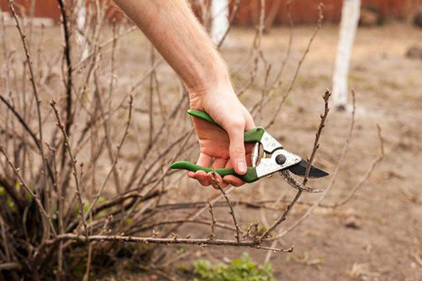 Currant pruning