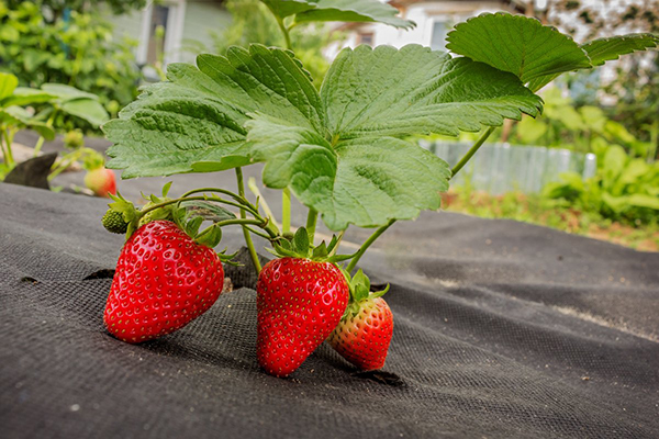Strawberries with black agrofibre mulch