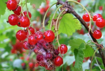 Symptoms of the defeat of red currant moth