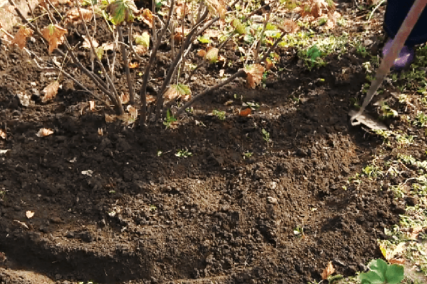 Loosening the soil under the currants