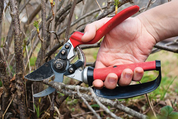 Pruning currant bush