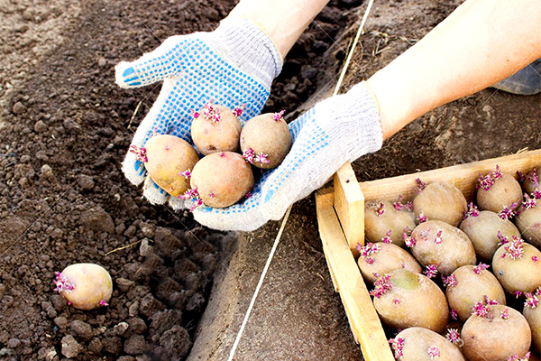 Planting sprouted potatoes