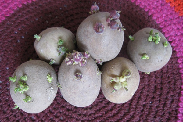 Sprouted potato tubers