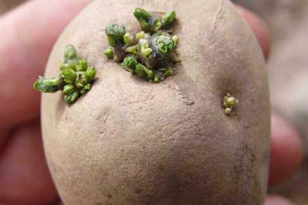Zelené výhonky na zemiakových hľúzach