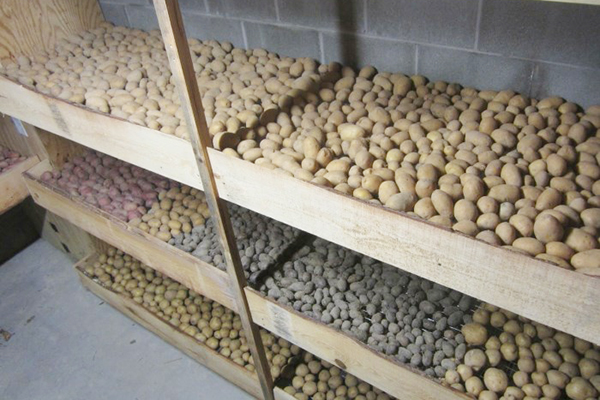 Seed potatoes in the basement