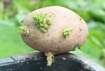 Tubérculo de patata con brotes verdes