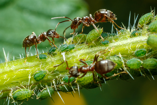 Ants and green aphids