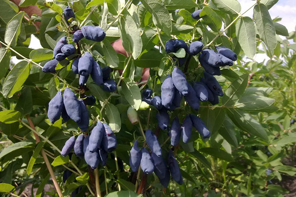 Madreselva con frutas