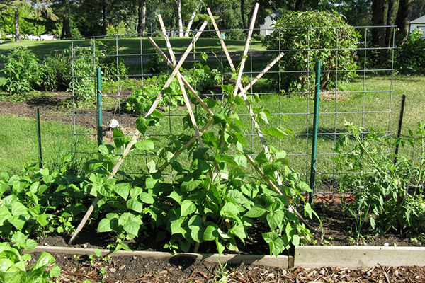 Growing green beans in the country
