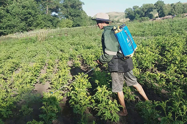 Spraying potatoes