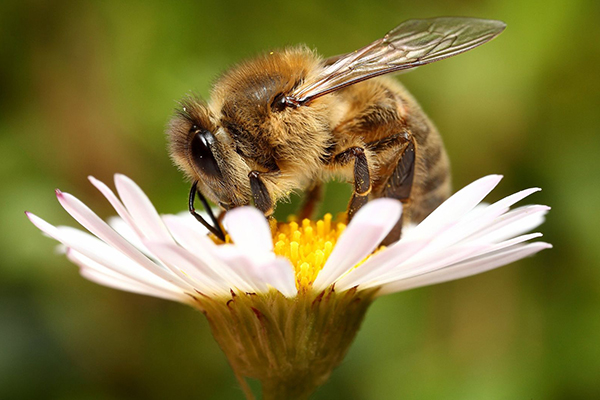 Bee on a flower