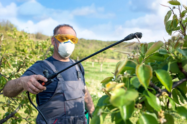 Man sprinkles fruit trees