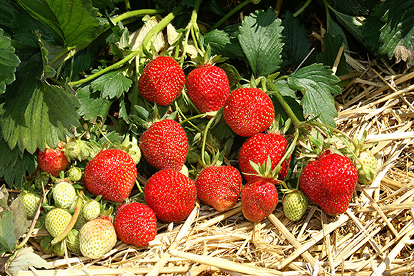 Bountiful strawberry harvest