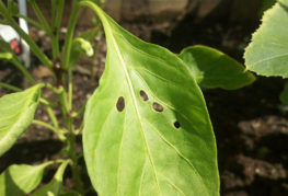 Holes in the pepper leaf
