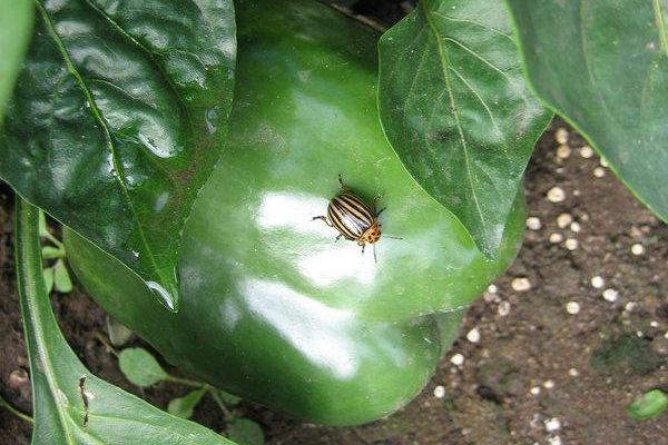 Escarabajo de patata de Colorado en pimienta