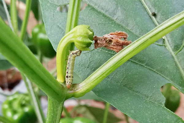 Oruga en el ovario de la pimienta.