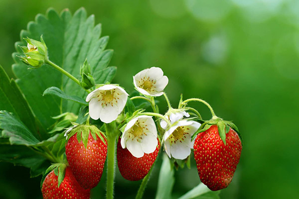 Blommor och bär av jordgubbar