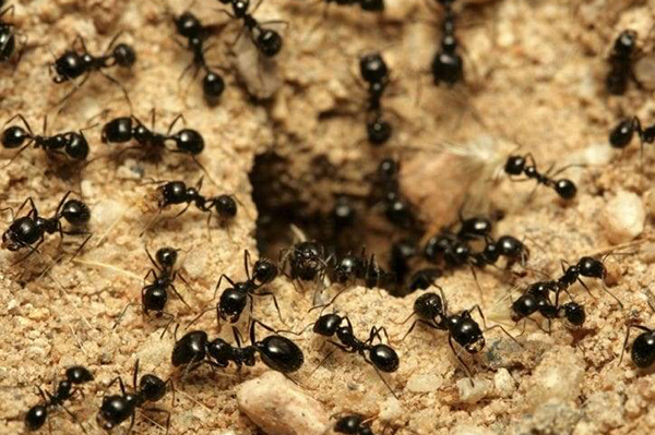 Черни мравки