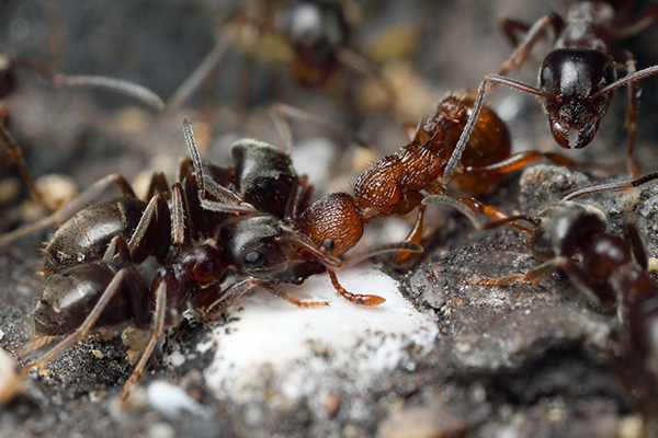 Ants and boric acid