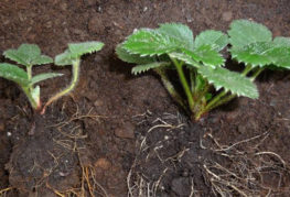Male and female strawberry seedlings
