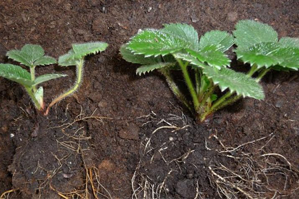 Mannelijke en vrouwelijke aardbeienzaailingen