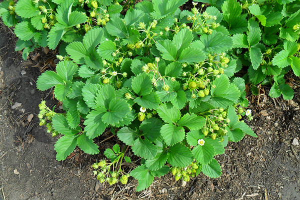 Arbusto de fresa de abundante fructificación