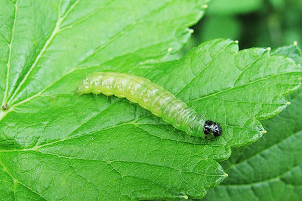 Bladworm larv