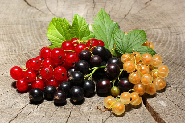 Red, black and golden currants