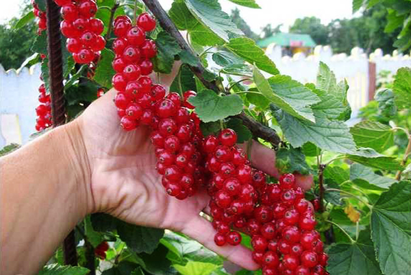 Large clusters of red currants