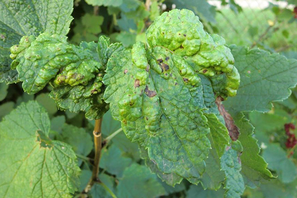 Gall aphid on currants