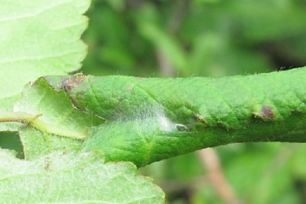 Currant leafworm