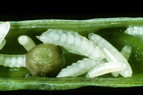 Currant gall midge inside the shoot
