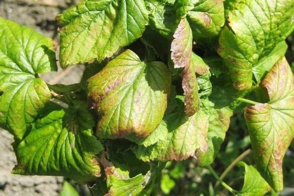 Deformation of currant leaves due to fungal infection