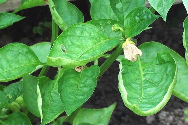 Las hojas de pimiento se secan y se acurrucan en un bote.