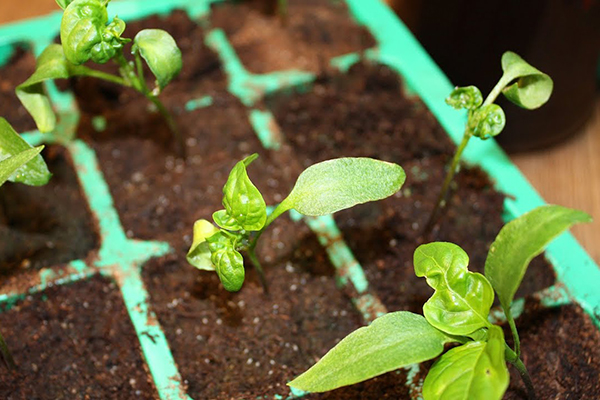 Deformación de las hojas de las plántulas de pimiento.