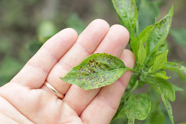 Manchas en hojas de pimiento