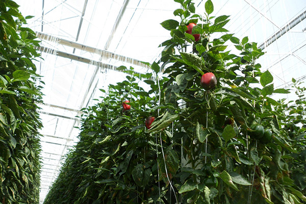 Rizo de hojas de pimiento en invernadero