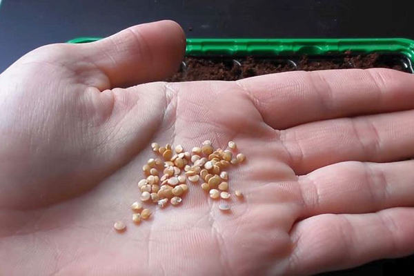 Semená baklažánu