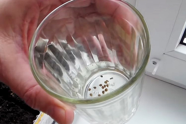Накисване на семена от патладжан във водороден прекис