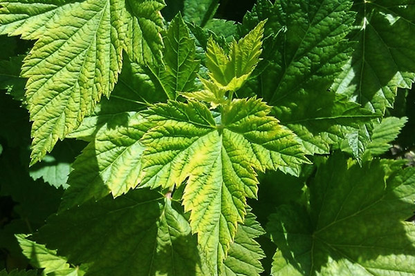 Currant leaves turn yellow