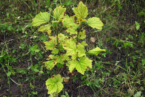 Young currant bush with yellow leaves
