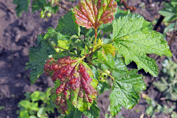 Gall aphid on currants