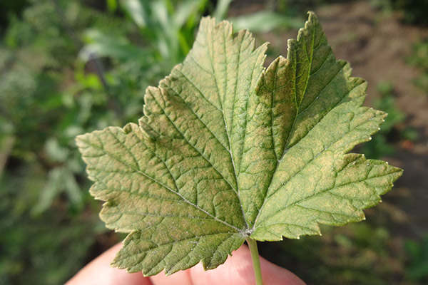 Spider mite on currant