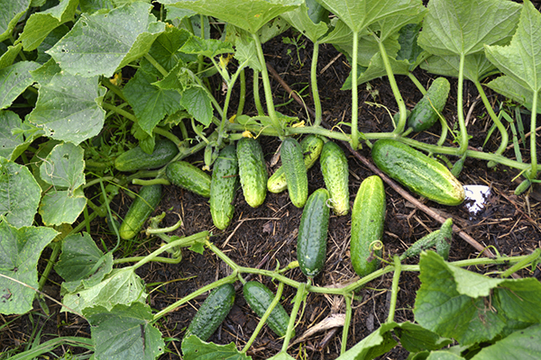 Cucumbers on raw soil