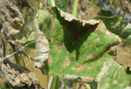 Cucumber anthracnose