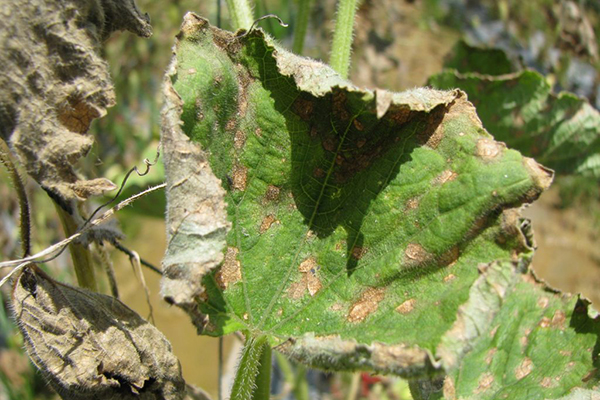 Cucumber anthracnose